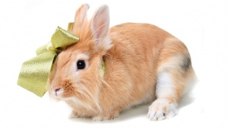 Bunny - cute, rabbits, bunny, animals