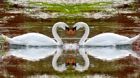 Swans - wild, swans, animals, birds