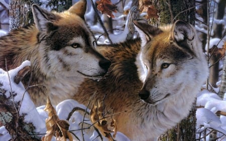 Two Wolfs in the Snow