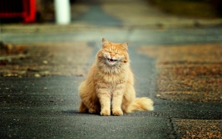 Funny Cat - cat, laughing, animal, funny, happy