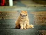 Funny Cat