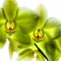 Orchids