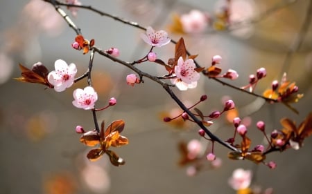 Spring - red, pink, branch, blossom, spring, flower