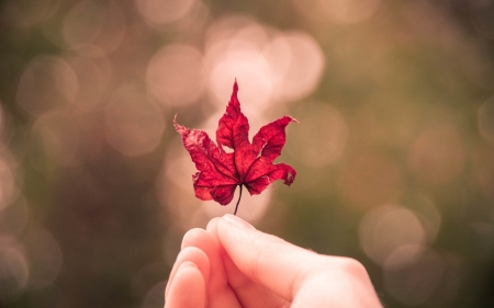 Red leaf - red, bokeh, leaf, hand, autumn