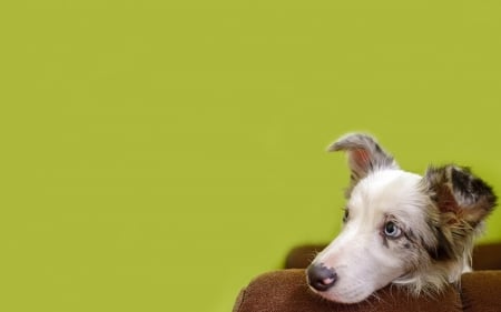 Waiting - animal, australian shepherd, green, dog, puppy