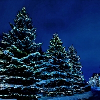 Decorated Trees in Blue