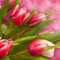 Beautiful Tulips