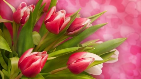 Beautiful Tulips - flowers, nature, tulips, pretty