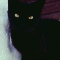 Majestical Kitty