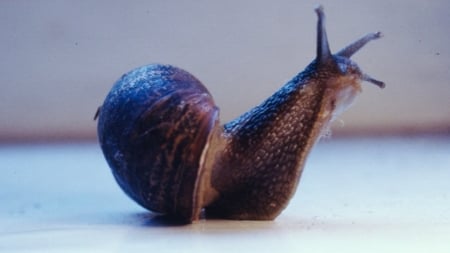 Mr Snail - snail, insects, animals, creatures