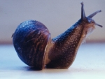 Mr Snail