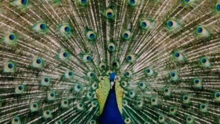 Peacock - animals, pretty, birds, peacock