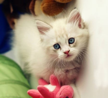 Cute White Kitty - white, cat, kitty, animal, kitten