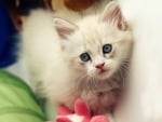 Cute White Kitty