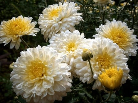 Lovely Dahlias  - flowers, two color, nature, dahlia