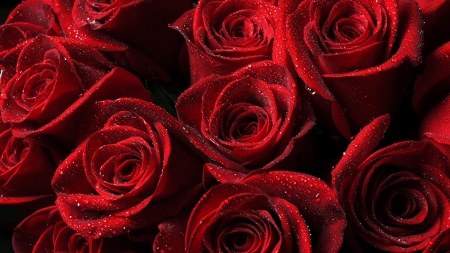 Red roses - red, valentine, rose, texture, flower