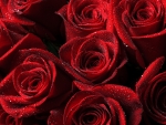 Red roses