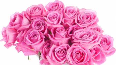 Roses - white, pink, day, mother, valentine, rose, flower