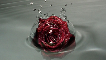 Rose - rose, splash, water, red