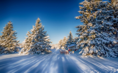 Winter beauty - season, trees, landscape, snow, beautiful, winter, path