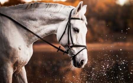 Horse - white, horse, animal, water, splash, orange