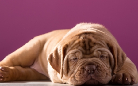 Puppy - animal, dogue de bordeaux, cute, dog, puppy, pink