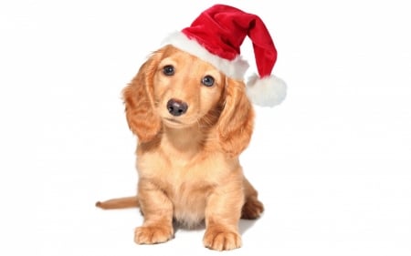 Christmas puppy - hat, dog, christmas, santa, animal, craciun, red, cute, puppy