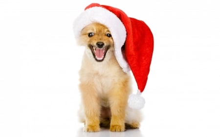 Merry Christmas! - red, funny, animal, cute, puppy, craciun, christmas, hat, santa, dog