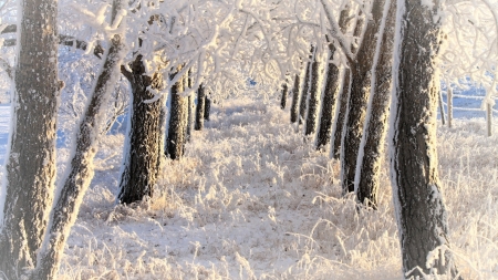 Snow covered alley - trees, nature, sunrise, snow