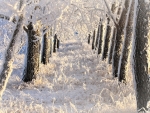 Snow covered alley