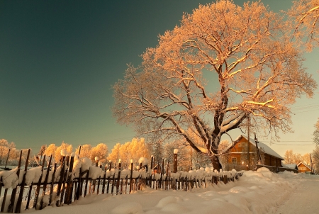 Winter Evening - winter, trees, road, home