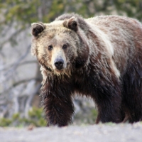 Brown Bear