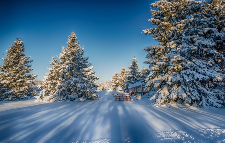 A beautiful day - snow, sunny, trees, winter