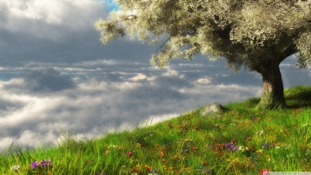 spring - hill, cloud, spring, flower, tree