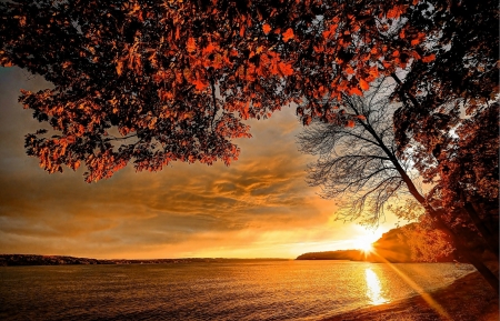 Autumn Sunset - lake, tree, sunset, autumn