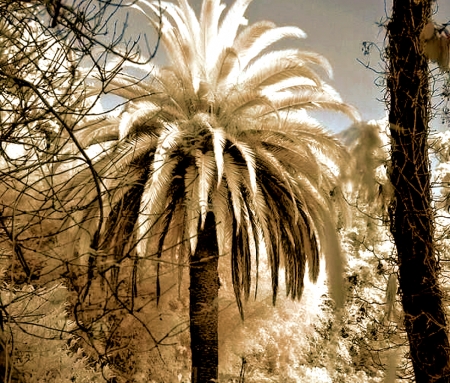 Snow on a Palm Tree