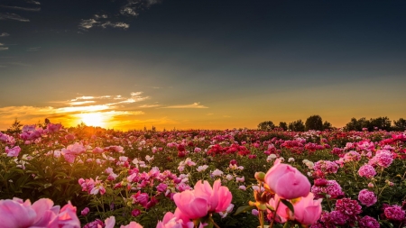 Sunset Over The  Peonies Field - flowers, clouds, sunset, nature, peonies