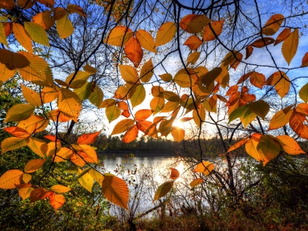 Autumn River - nature, autumn, trees, river, sun