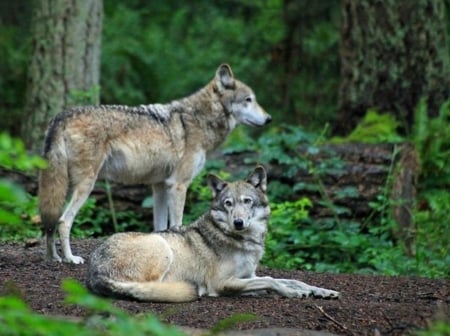 Wolves in the Jungle - wolves, forest, trees, jungle, animal