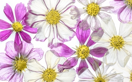 Flowers - white, flower, pink, yellow, texture