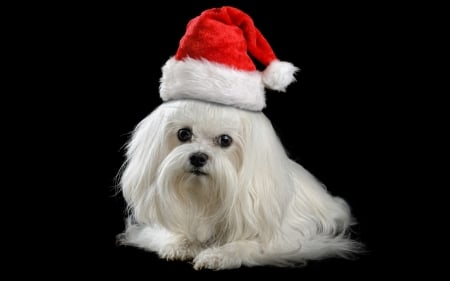 Christmas dog - red, animal, black, puppy, craciun, christmas, white, hat, santa, dog