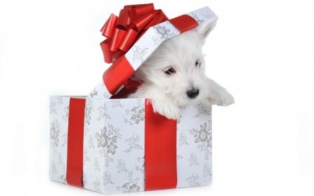 Surprise! - dog, christmas, white, animal, craciun, red, box, puppy, gift, bow