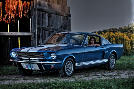 ford mustang shelby gt350 - shelby, ford, mustang, barn