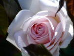 Pink Rose