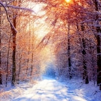 The Winter Forest