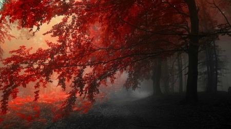 Red Forest - trees, forest, nature, red