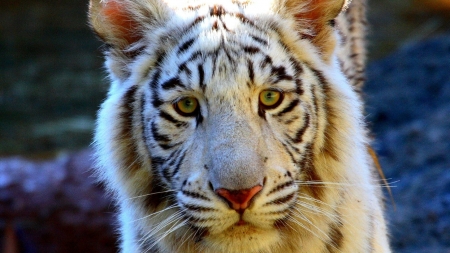 Wonderful Tiger - tiger, animals, cats, kitty