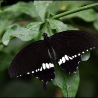 Butterfly on Green Leaves