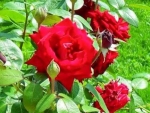 Red Roses