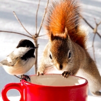 Bird and Squirrel